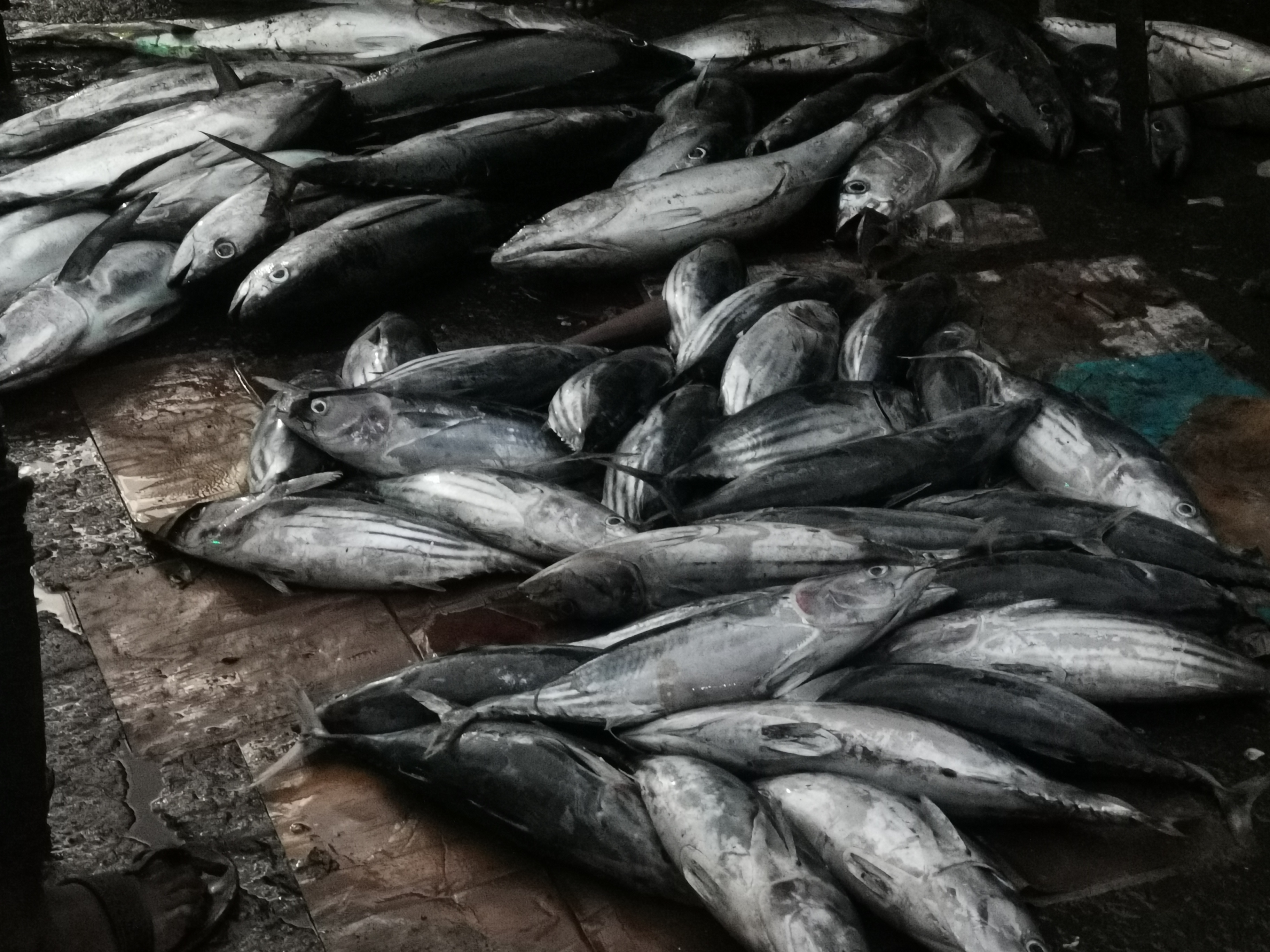 image Le prix du poisson frais est très 