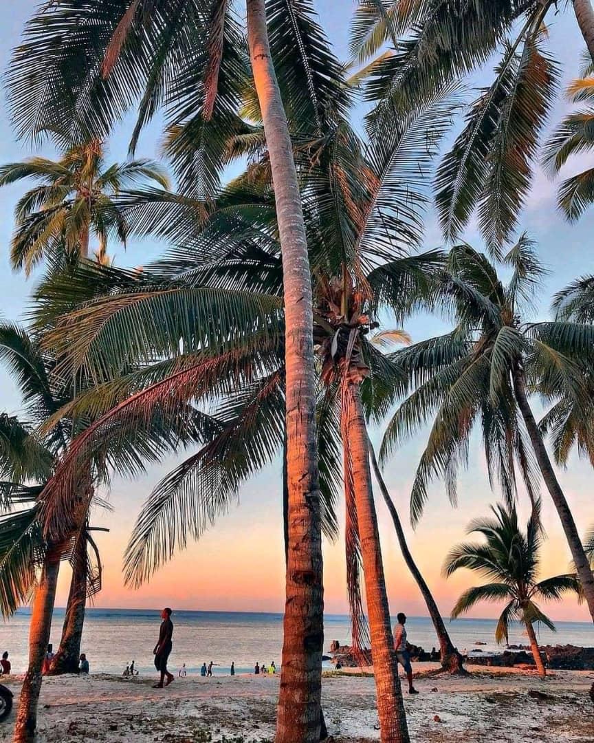 image Les cocotiers vieillissent et disparaissent dans une quasi-indifférence…