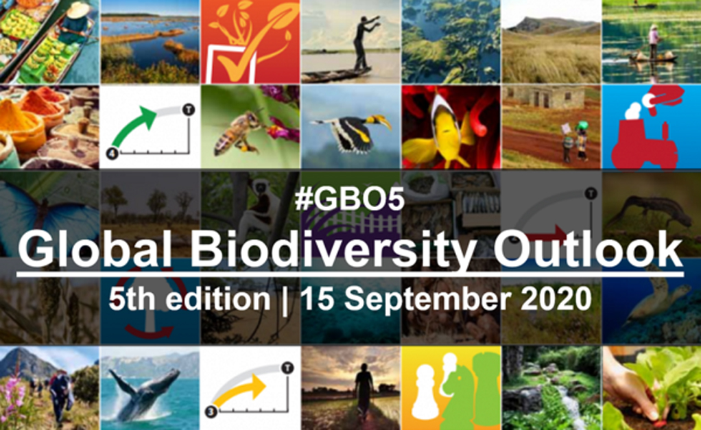 image Biodiversité mondiale: un constat alarmant