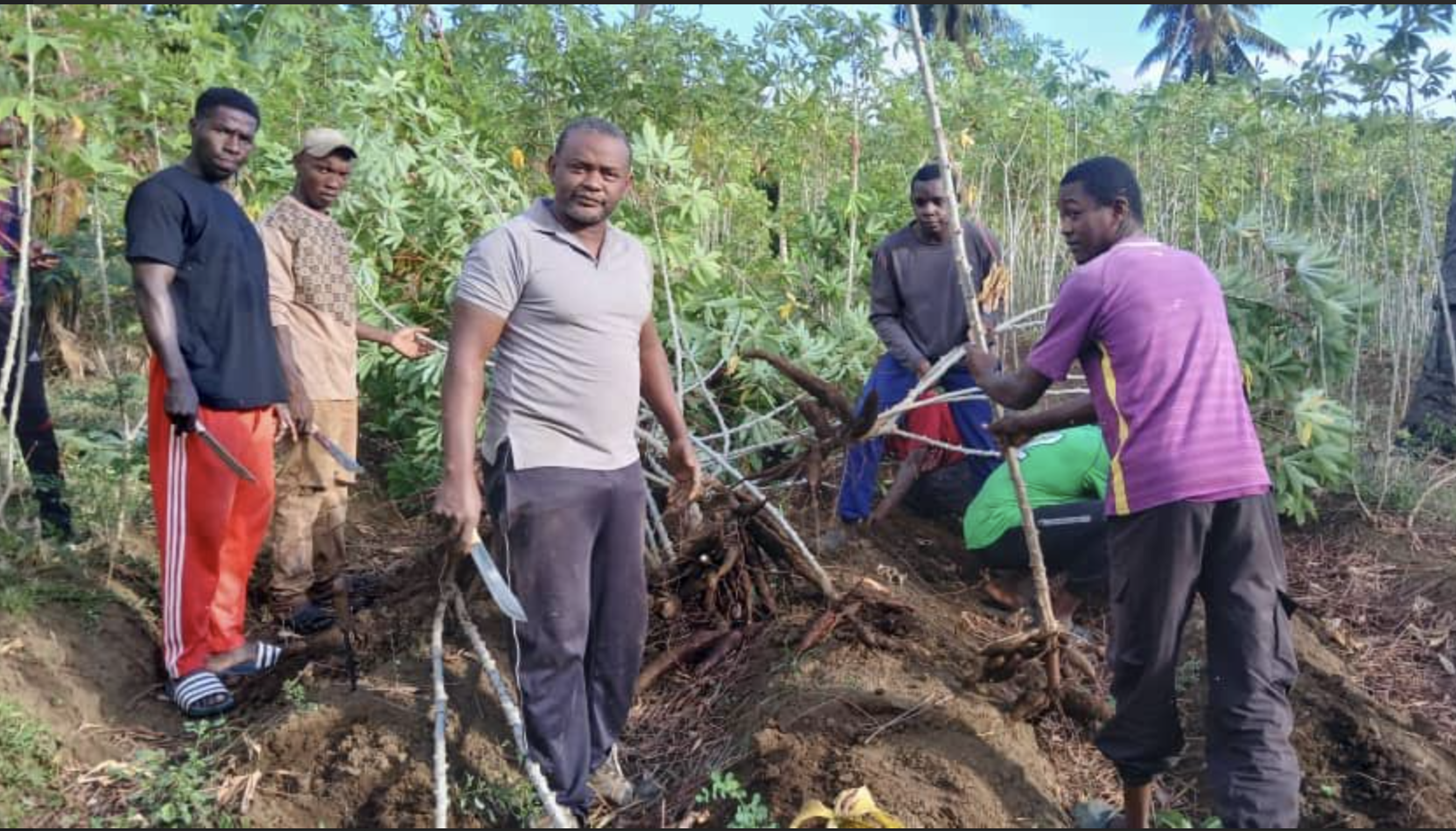 image Agriculture : Fayçal Bianrif lance la première récolte de manioc
