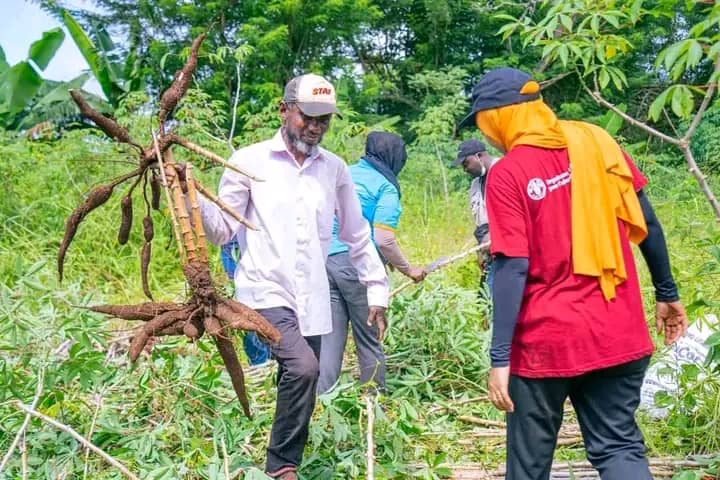 Une semence et des récoltes ambitieuses de manioc