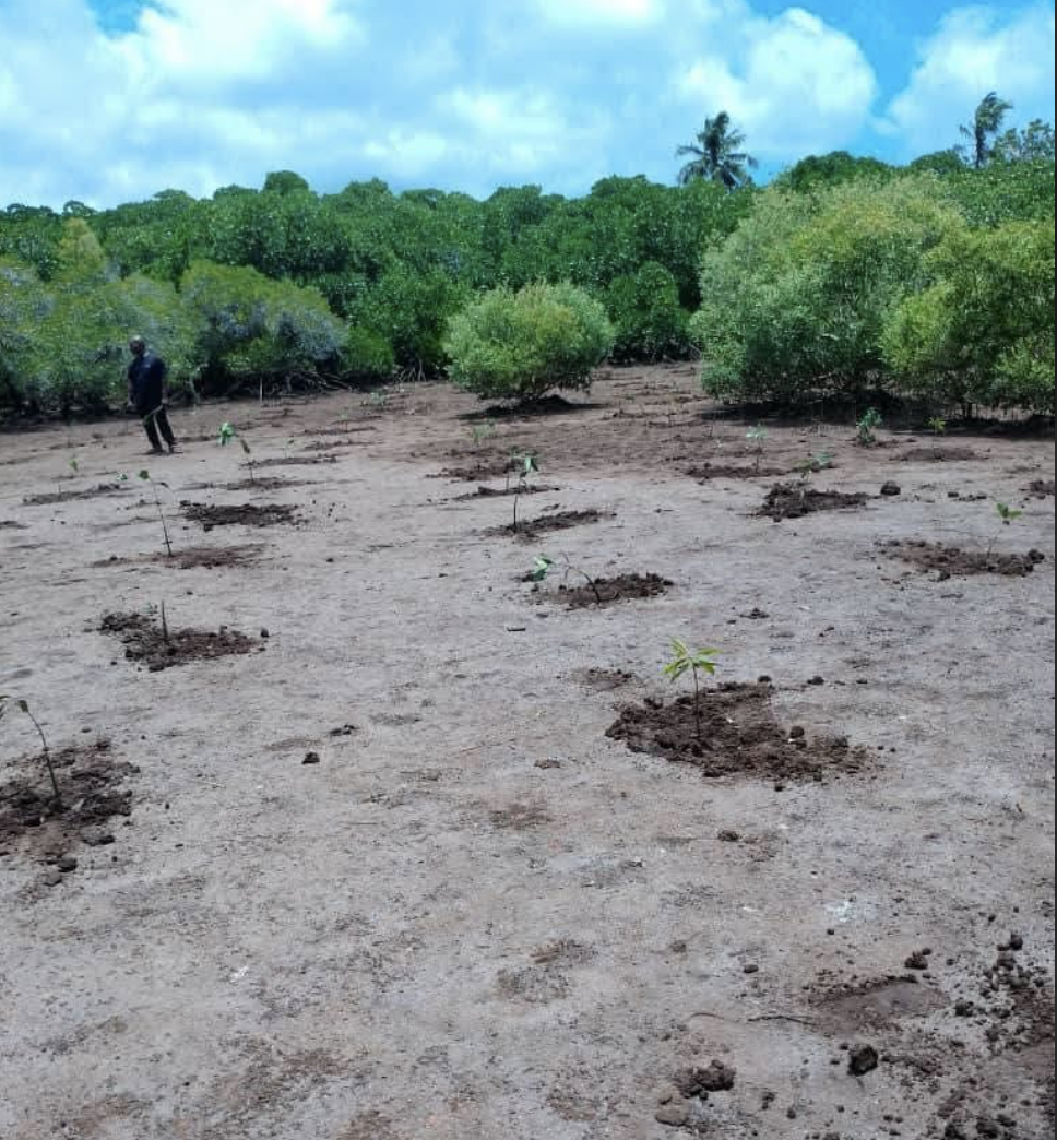 image Journée mondiale des mangroves : Gros plan sur un trésor écologique en sursis