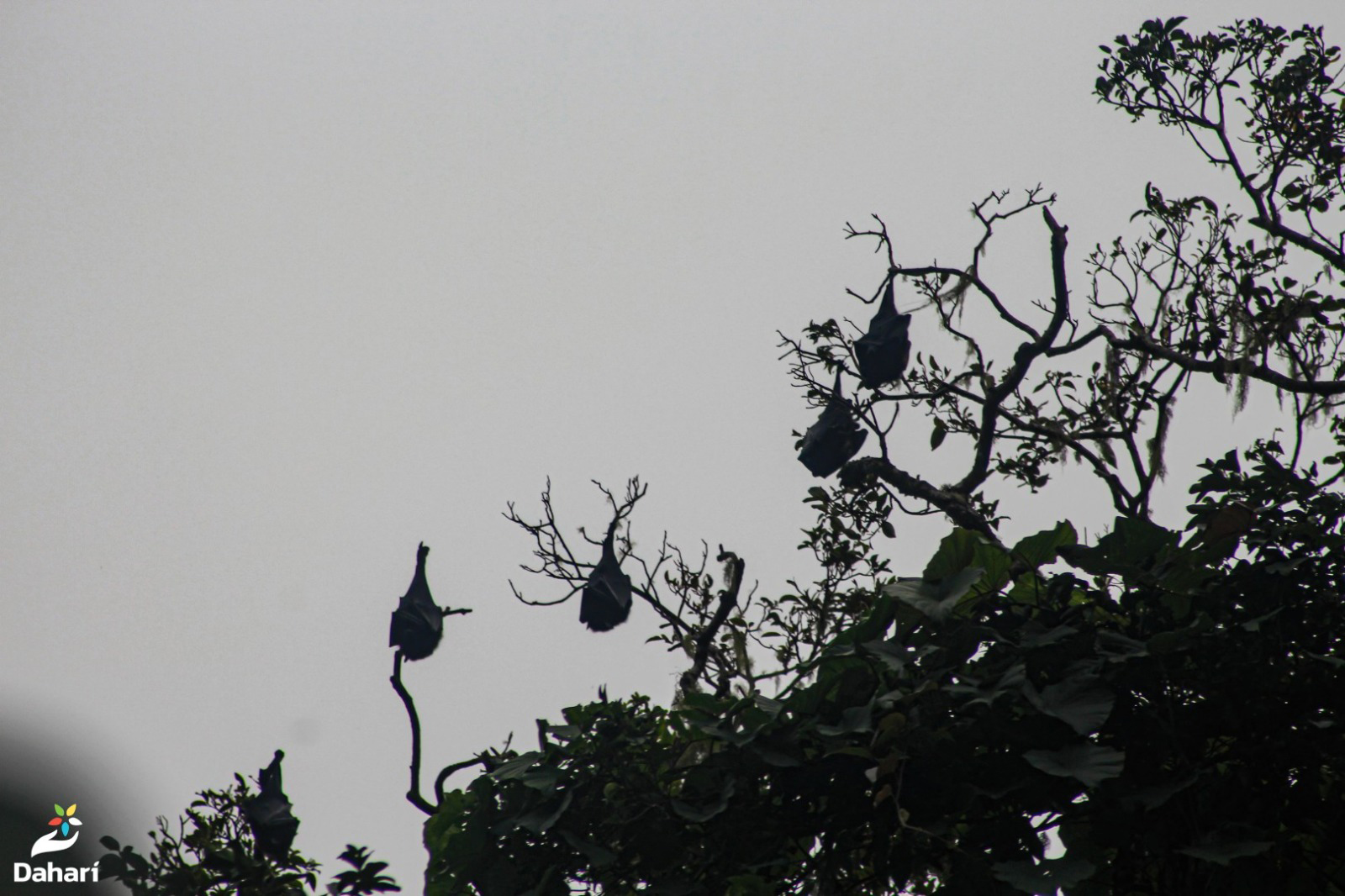 Ecologie :  La Roussette de Livingstone sort du statut d'extinction critique