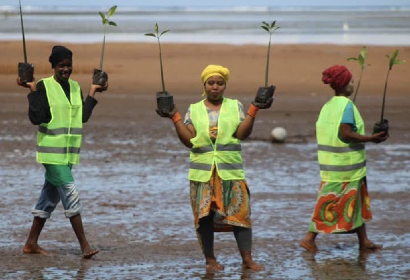 Environnement :  À Milembeni, les femmes font renaître les mangroves
