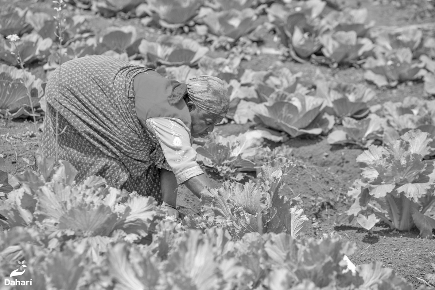 image Écologie :  2025, une année riche pour Dahari