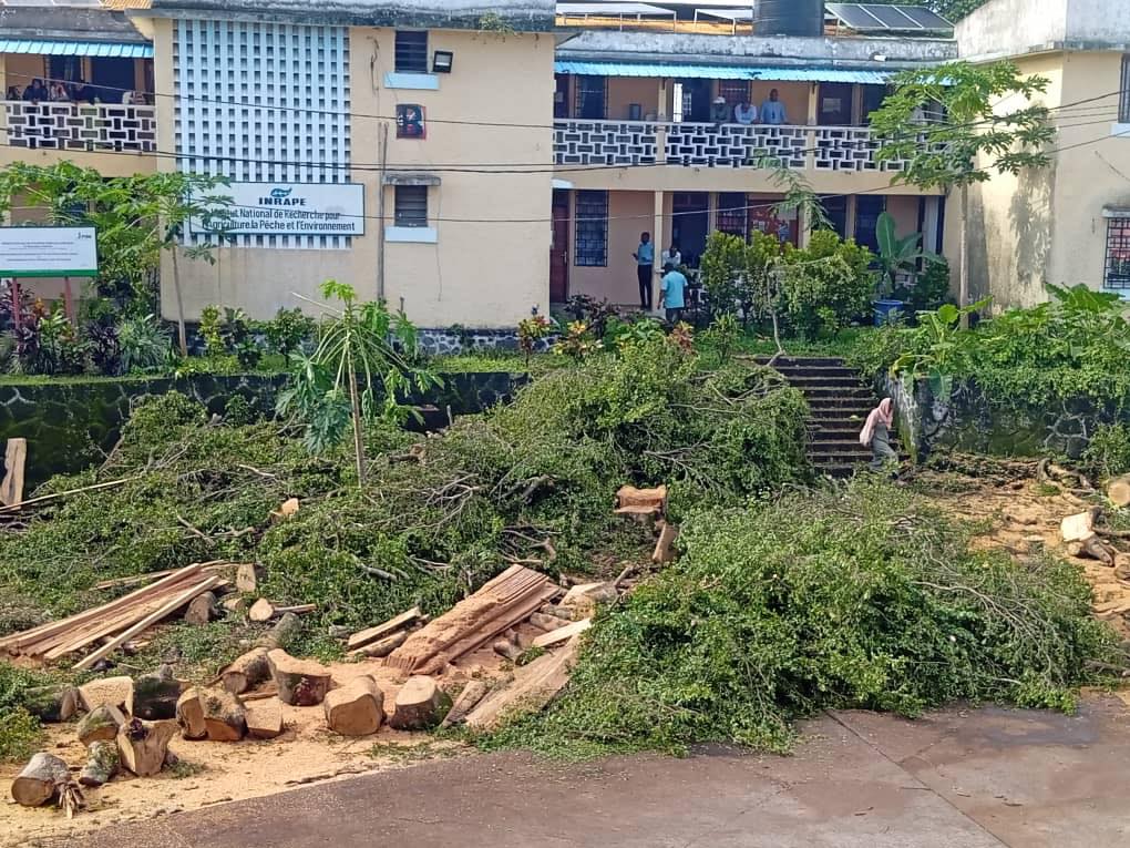 Environnement : Abattage d’arbres au ministère de l’agriculture