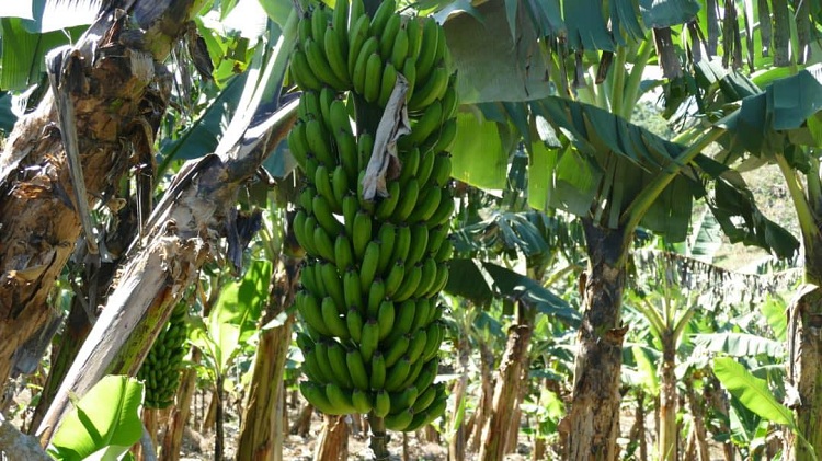 image Ouverture d’une concertation sur les systèmes alimentaires: Privilégier la production, la transformation et la commercialisation