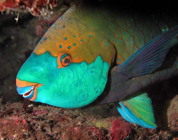 image Pêche au large de Hatsindzi : Le poisson cœlacanthe pêché au large de Hantsindzi ?