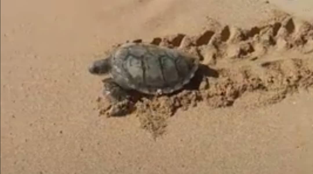 image La plage de Moya, future couveuse de la tortue marine