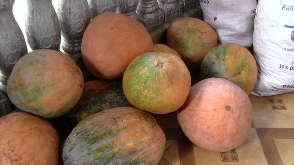 image Les citrouilles sont cultivées en grande quantité cette année  à Moheli.