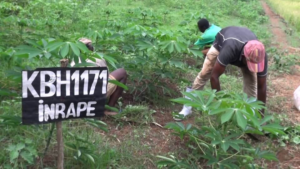 L'INRAPE a fourni des variétés de manioc à Ndrondroni